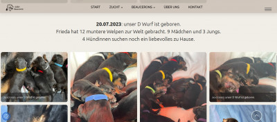 Welpen Wurf 2023-Juli.jpg