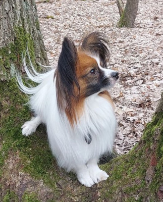 Papillon Pitou von einem Freund von mir.jpg