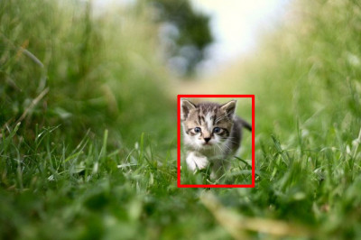 Koordinaten der Katze im Bild.jpg