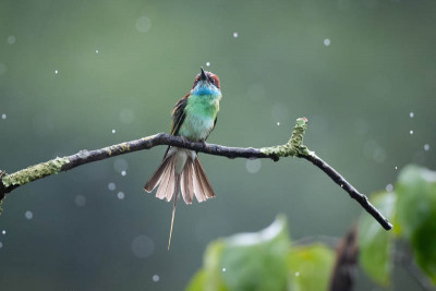 Vogelbild.jpg
