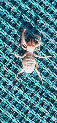 SpinneInCaprivi.jpg