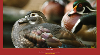 Diashow Werners Fotoalbum, anstelle einer Lightbox.jpg