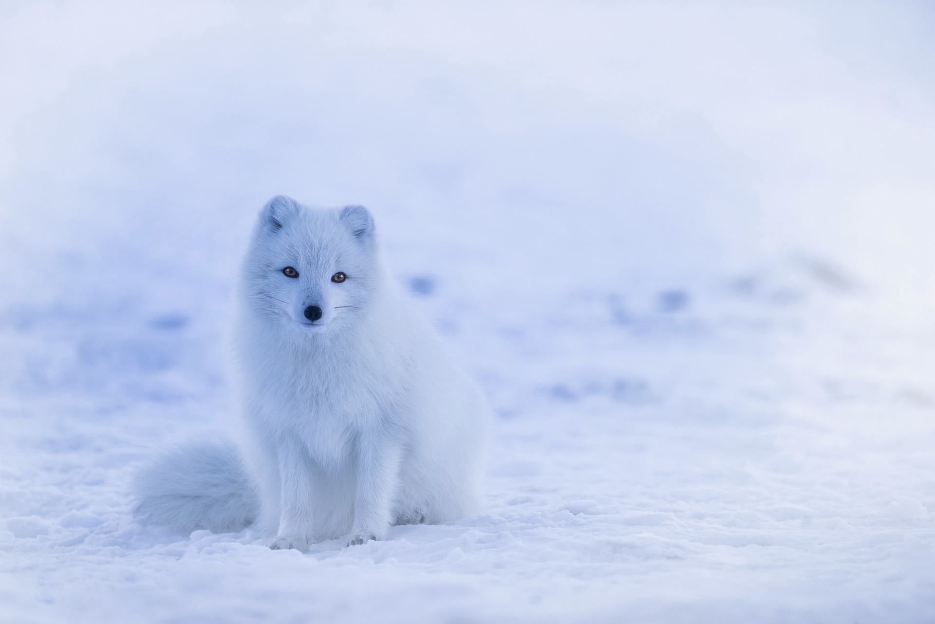 Polarfuchs
