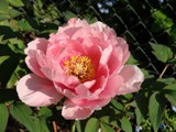 Peonie in Lytebox